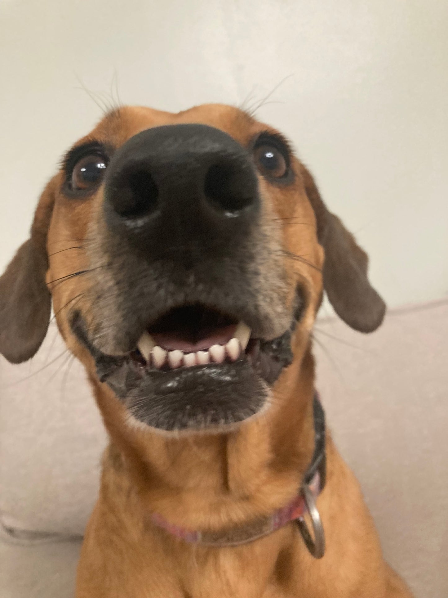 Paw Balm